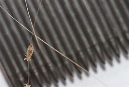 Image result for What Does Lice Look Like On a Comb