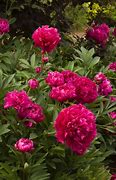 Image result for Paeonia Karl Rosenfield (Lactif-D-Group)