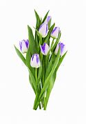 Image result for Spring Flowers with White Background