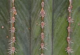 Image result for Sharp Plants