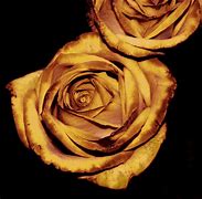 Image result for Rose Gold Color Flowers