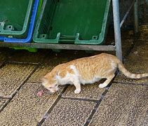 Image result for Cute Cats Eating Fish