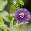Image result for Native Passion Flower