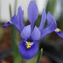 Image result for Iris reticulata Harmony