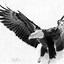 Image result for American Eagle Drawing