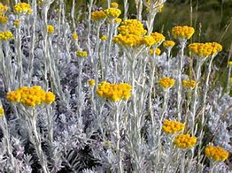 Image result for Helichrysum marginatum