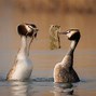Image result for Nature Wildlife Photography