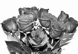 Image result for iPhone 7 Plus Black Rose