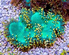 Image result for Pink Orange Green Yellow Tip Milli Coral