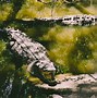 Image result for A Crocodile and an Alligator
