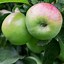 Image result for Apple Trees Growing