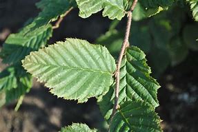 Image result for Carpinus betulus Leivorm, niet voorgeleid tot étag