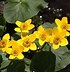 Image result for Minnesota Wildflowers