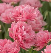 Image result for Tulipa Aveyron