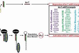 Image result for Lin28 Protein