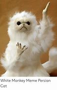 Image result for White Cat Meme Monkey Hands