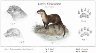 Image result for Otter Species Identification