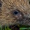 Image result for How Much Does a Hedgehog Cost