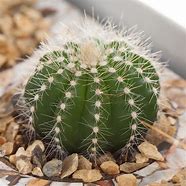 Image result for Wild Cacti