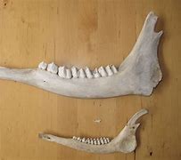 Image result for Deer Jawbone Removal