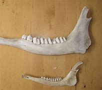 Image result for Deer Jaw Wall Mount