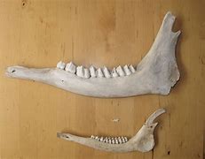 Image result for Deer Jaw Age Chart