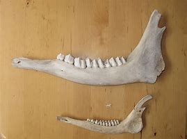 Image result for Deer Jaw