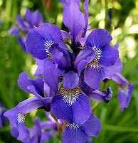 Image result for Purple Easter Iris
