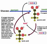 Image result for Lactic Acid Pathway