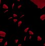 Image result for Rose in a Black Background Animate
