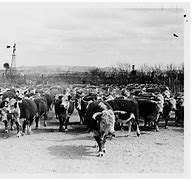 Image result for Largest Cattle Herd in the World