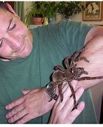 Image result for Largest Insect of All Time