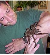 Image result for World Largest Spider Ever Found