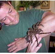 Image result for Scariest Spider Ever