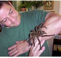 Image result for 2nd Biggest Spider in the World