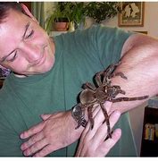 Image result for World Record Largest Spider