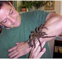 Image result for Biggest Spider in the World Guinness