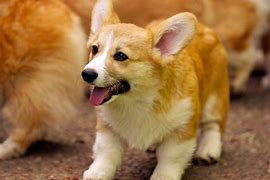 Image result for Cute Puppy Breeds