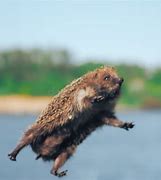 Image result for Flying Hedgehog