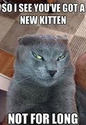 Image result for Devious Cat Meme