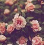 Image result for Desktop Backgrounds Free Vintage Flowers
