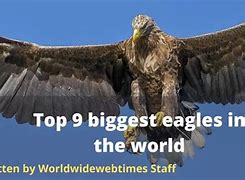 Image result for Largest Eagle Species in the World