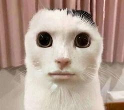 Image result for Cat Looking at Phone