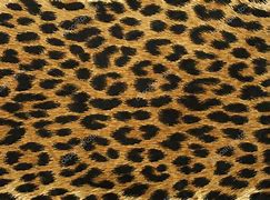 Image result for Leopard Spot Pattern