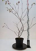 Image result for Cornus alternifolia Pinky Spot