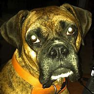 Image result for Brindle Boxer