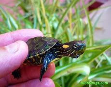 Image result for Trachemys callirostris