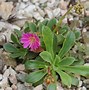 Image result for Lewisia cotyledon