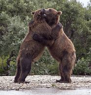 Image result for Give Me a Bear Hug