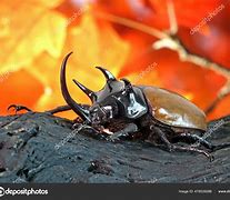 Image result for Unicorn Beetle Order Insect